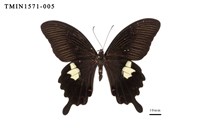 藏品(白紋鳳蝶)的圖片